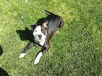 Paige lovin' the soft grass on her tummy!
Scipio, IN