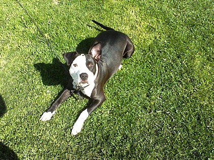 Paige lovin' the soft grass on her tummy!
Scipio, IN