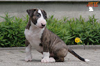 Karmacoma Shadowplay 7 weeks