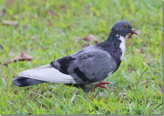 rock pigeon rock pigeon