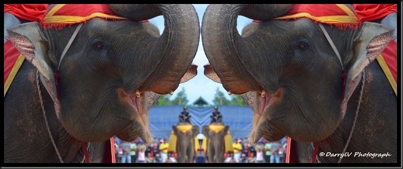 Elephant face 3