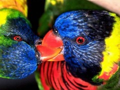 parrot-kiss_97565-480x360