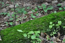 DSC_0009.JPG