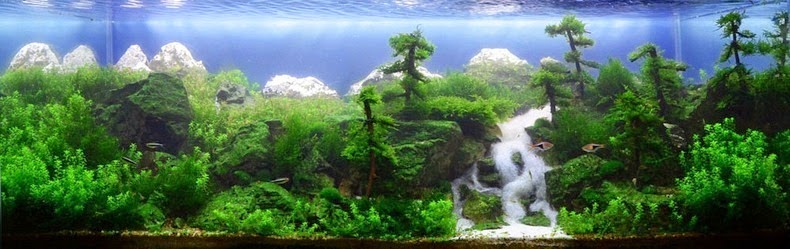 aquascaping-7