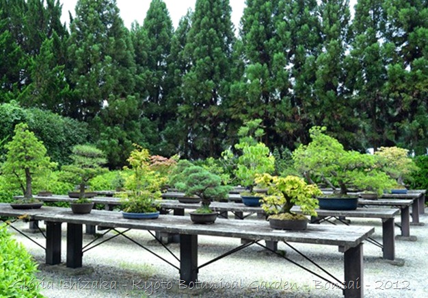 Glória Ishizaka -   Kyoto Botanical Garden 2012 - 40_thumb[3]