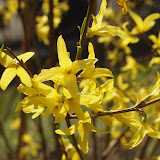 Forsythia