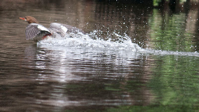 Mom doing the lame duck thing to try to distract me.