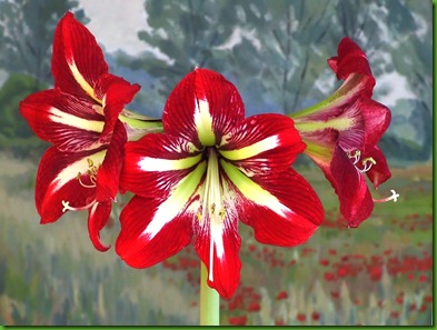 Amaryllis_Firenze Amaryllis_Firenze