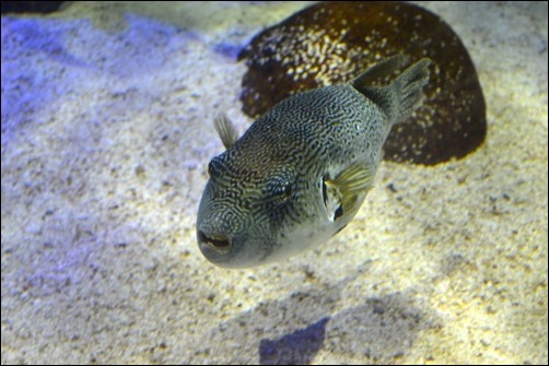 angry fish angry fish