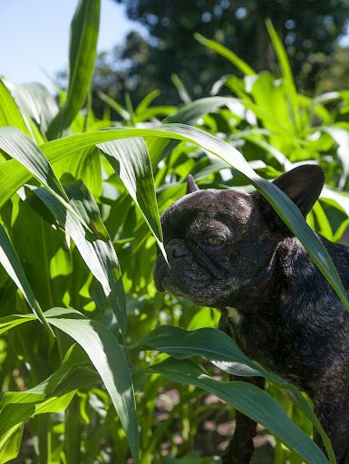 Sharkey, this side of the patch seems to be much healthier. It was planted with popping corn and nothing seems to be nibbling here. Sharkey, this side of the patch seems to be much healthier. It was planted with popping corn and nothing seems to be nibbling here.