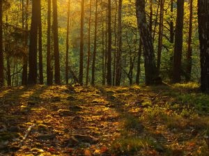 [1184480_sunset_in_forest%255B4%255D.jpg]