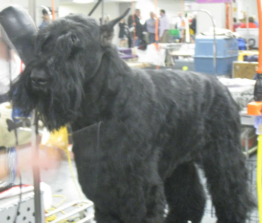 Giant Schnauzer