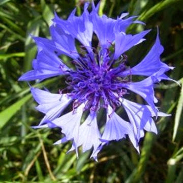 floare albastra - mihai eminescu