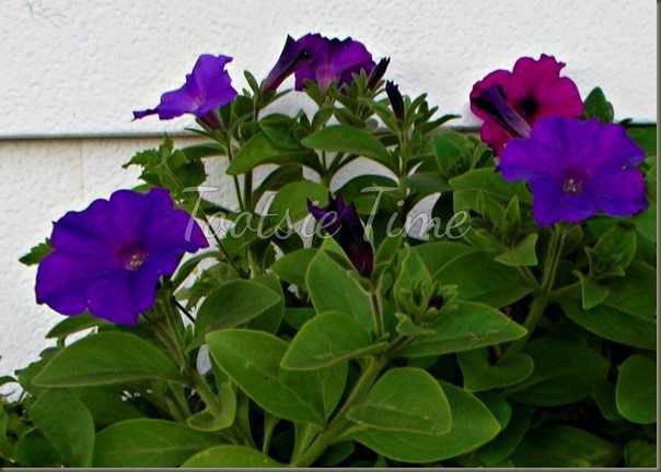 BeFunky_020.jpg BeFunky_020.jpg