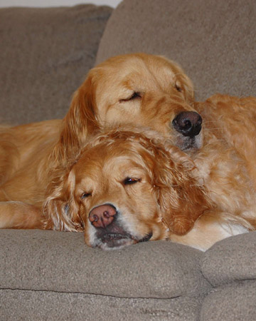 Kylie and Rosco, golden retrievers from Canton, Massachusetts. Kylie and Rosco, golden retrievers from Canton, Massachusetts.