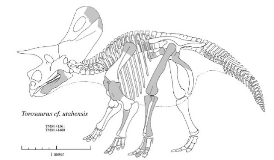 Torosaurus-utahensis-skeleton.jpg