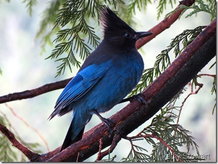 Steller's Jay