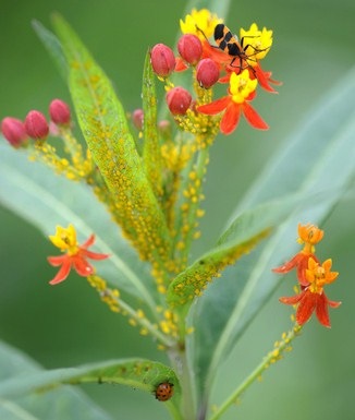 [nature%2520%25287%2529%255B3%255D.jpg]