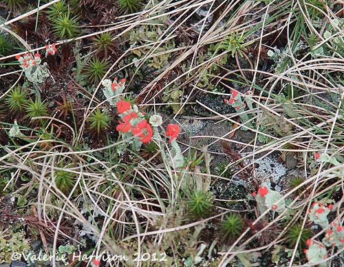 [4-lichen%2520Cladonia%2520diversa%255B2%255D.jpg]