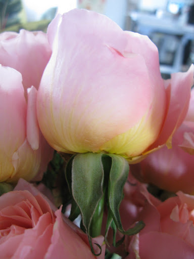 This rose was like a sunrise, with it's yellow and pinks fading into one another.