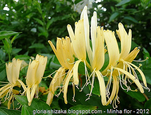 Gloria Ishizaka - minha flor 5
