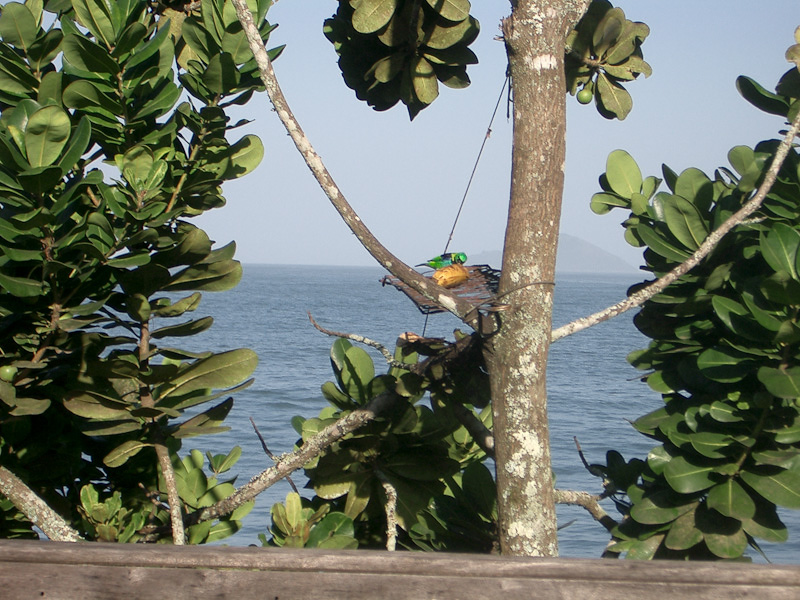 Fotos de Pássaros. Foto numero 3723798373. Fotografia da Pousada Pe na Areia, que fica em Boicucanga, próximo a Maresias, Litoral Norte de Sao Paulo (SP).