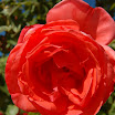 Yard & Frogs 026.JPG