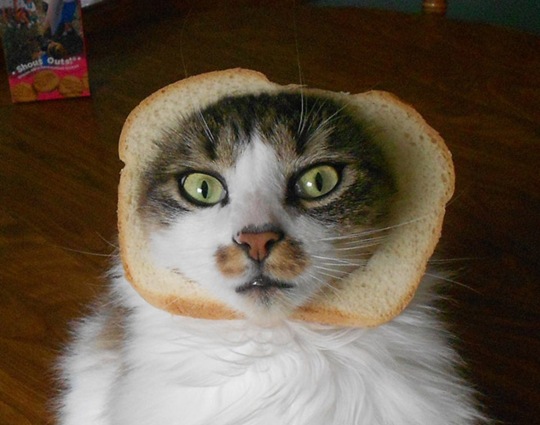 [breaded-cats-15%255B2%255D.jpg]