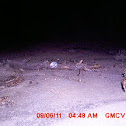 Bobcat