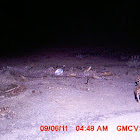 Bobcat