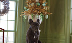Sharkey, there seems to be a gold theme going on here in the green parlor.