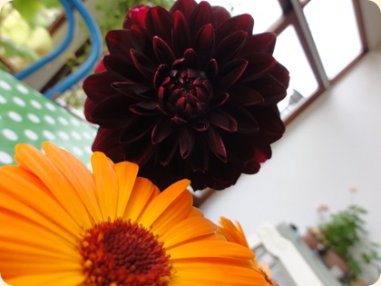 Mørk dahlia skønhed - og fantastiske orange morgenfrue DSC07980