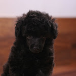 dog620-5.jpg