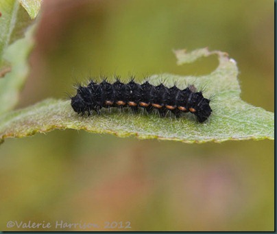 Common-Footman-Caterpillar Common-Footman-Caterpillar