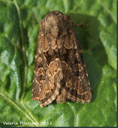 flounced-rustic-2 (4) flounced-rustic-2 (4)