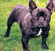 9827Bulldog Frances98279827