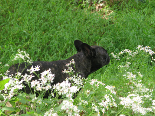 I'd rather be exploring things like these delicate wildflowers.