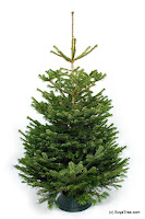 bat-nordmann_fir.JPG