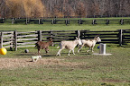 Loop around the water trough!