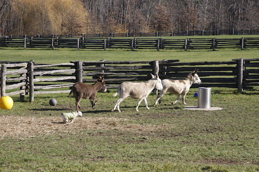 Loop around the water trough!