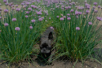 Don't be ridiculous, Sharkey.  Get a load of all these chive flowers!  Allium schoenoprasum, is the smallest species of the edible onions.  You can even eat the flowers!
