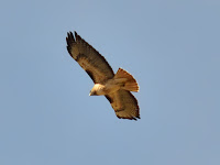 DSC_7547.jpg