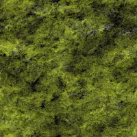 Seamless backgrounds of mosses16 Seamless backgrounds of mosses16