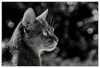 Abessinierkater Paul