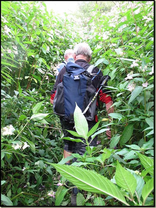 A forest of Himalayan Balsam A forest of Himalayan Balsam