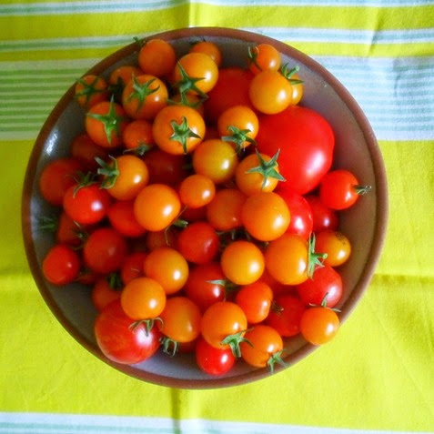 assorted varieties of tomatoes
