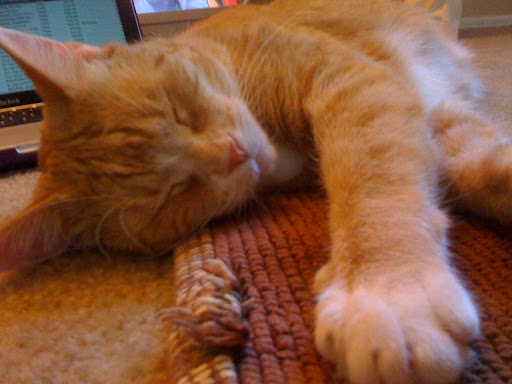 Would Mittens commit to kick the catnip?
Probably not...