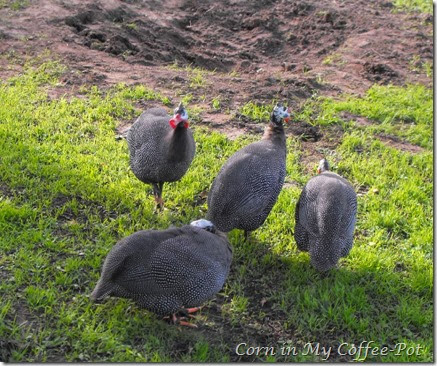 guineas finding worms