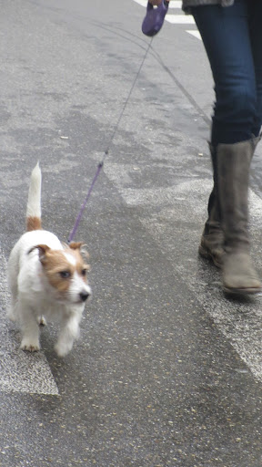 She had forgotten her shopping list but we felt confident that her human could remember the things they needed for the house... She had forgotten her shopping list but we felt confident that her human could remember the things they needed for the house...