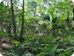 foresta_tropicale1